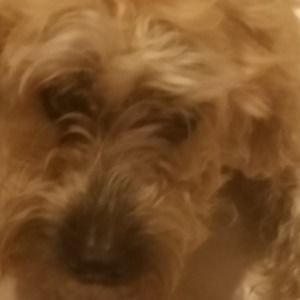 Meet your Posher, Bandana